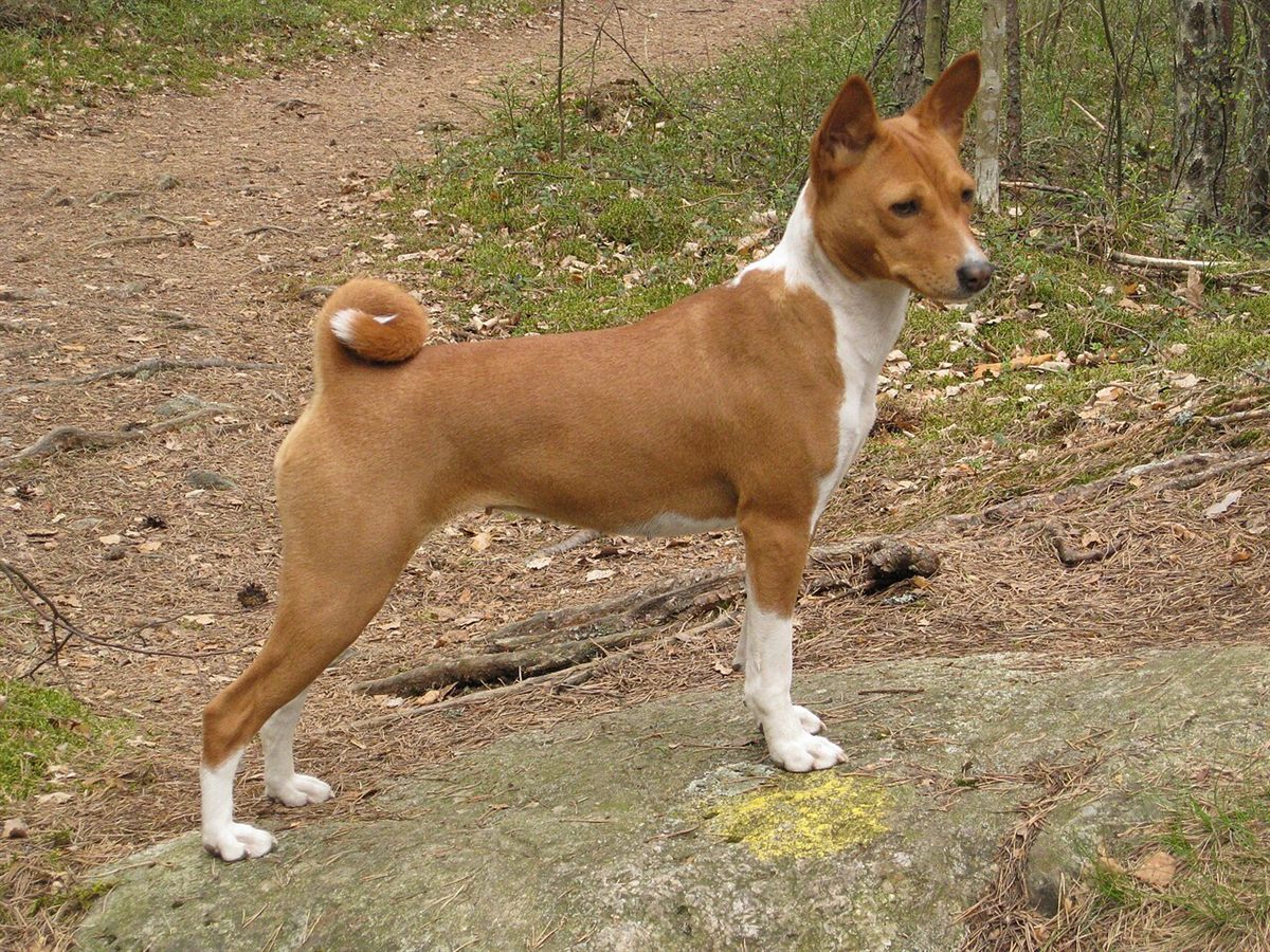 Cão da raça Basenji