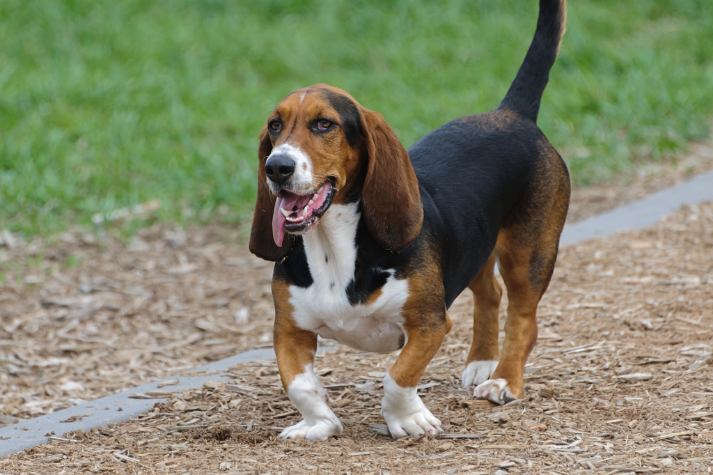 Cão da raça Basset Hound