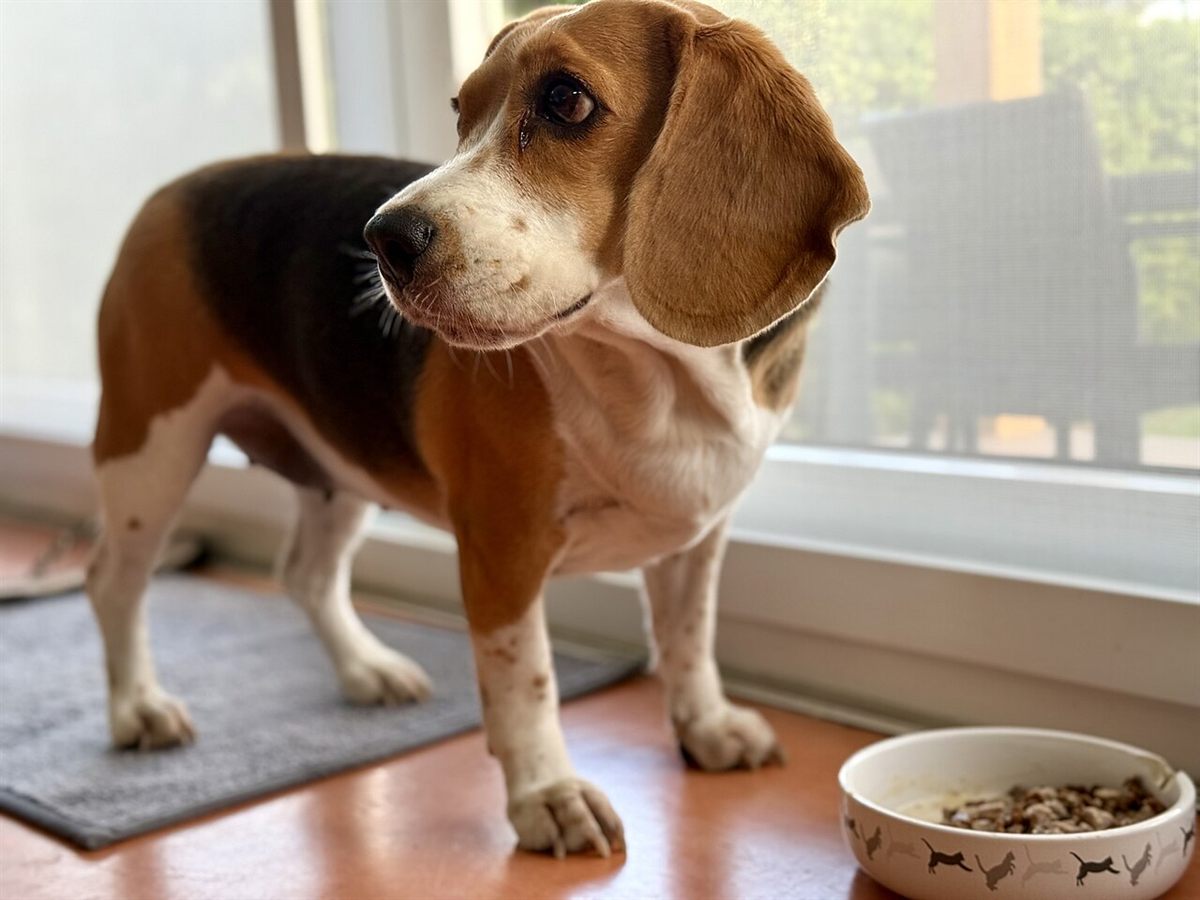 Cão da raça Beagle