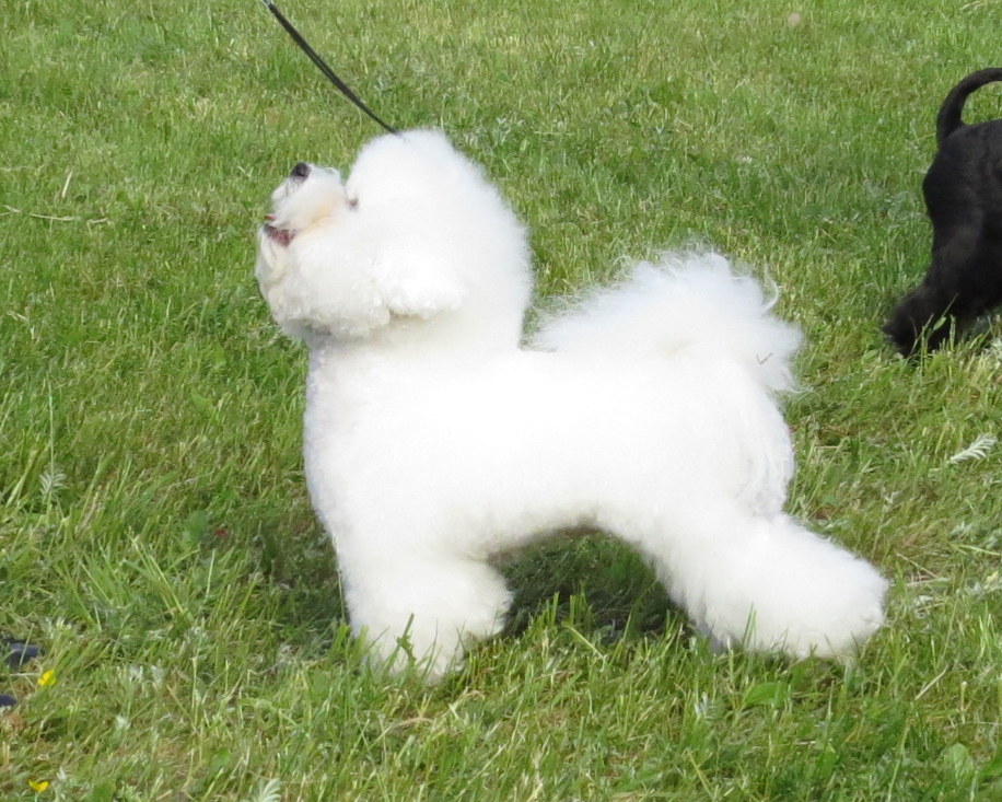 Cão da raça Bichon Frisé