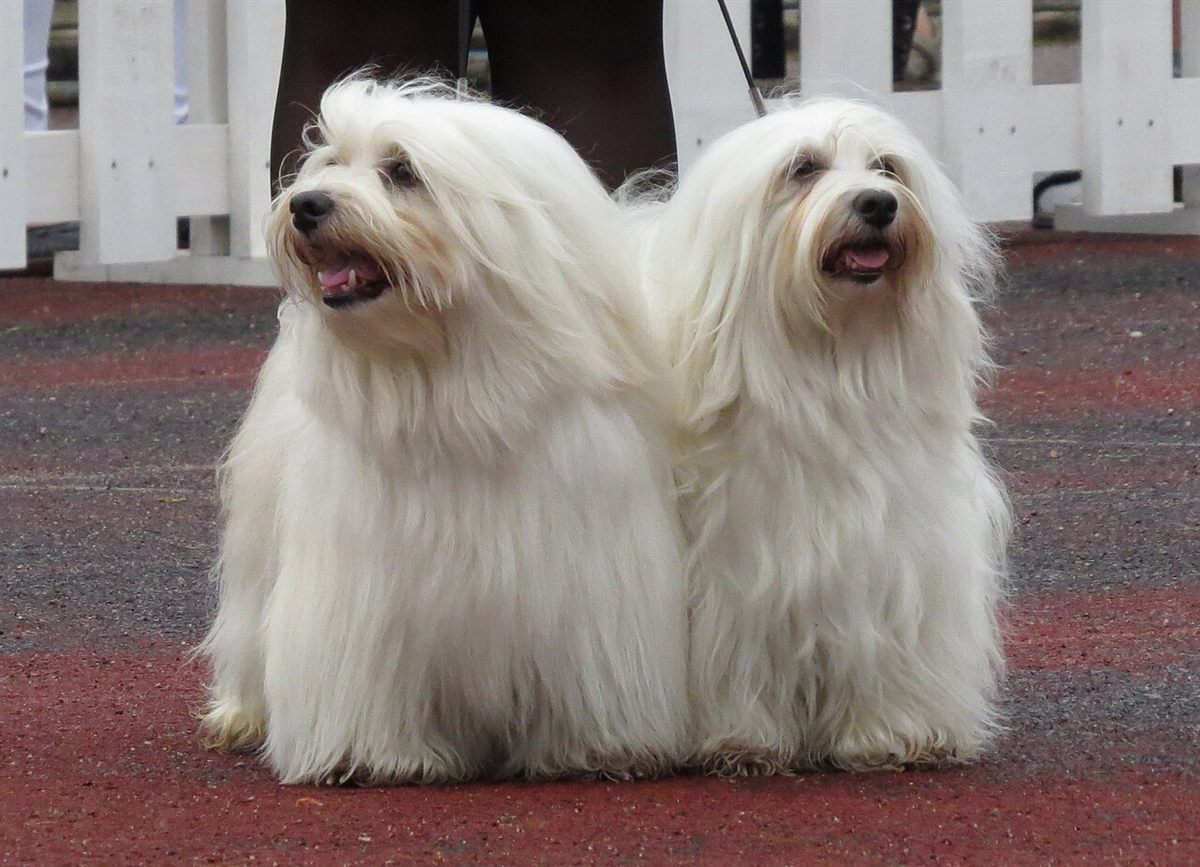 Cão da raça Bichon Havanês