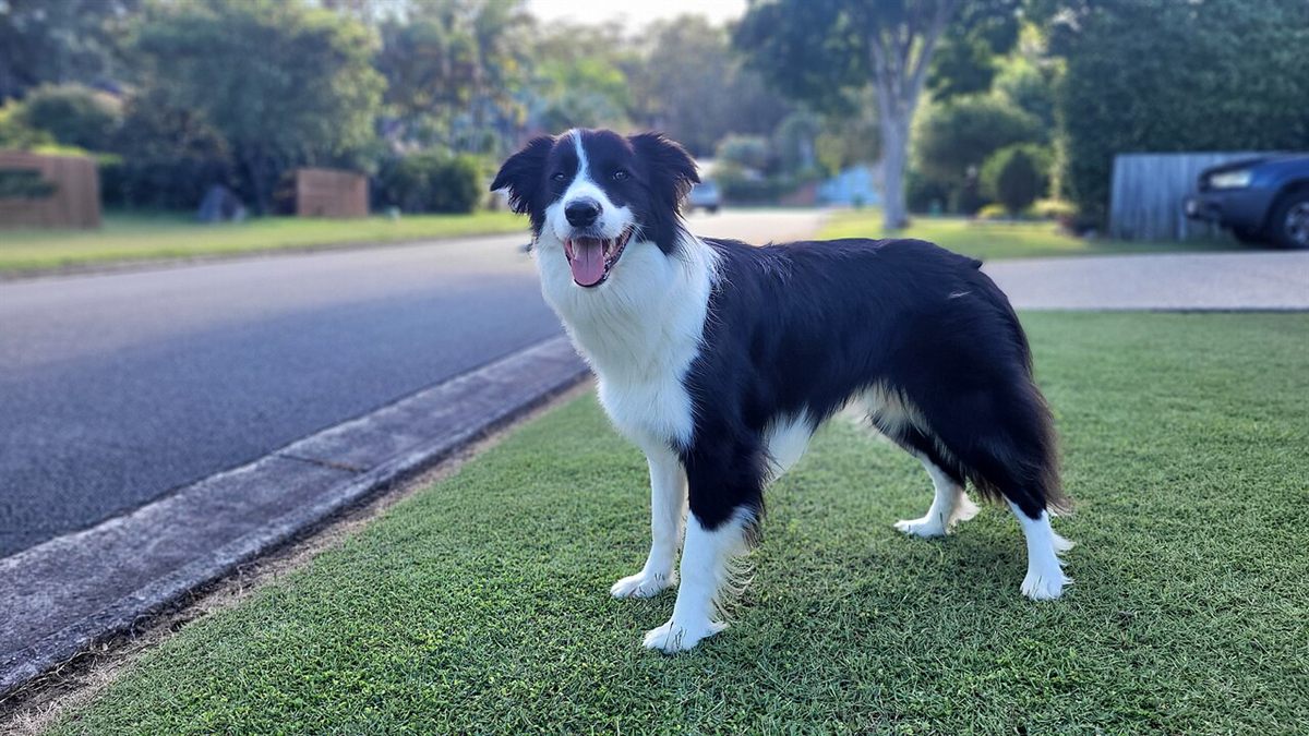 Cão da raça Border Collie