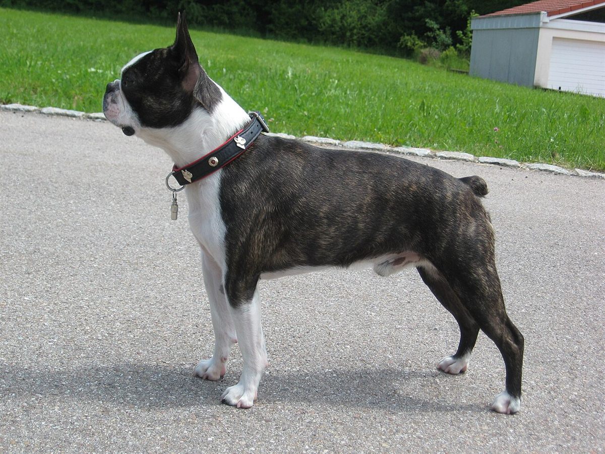 Cão da raça Boston Terrier