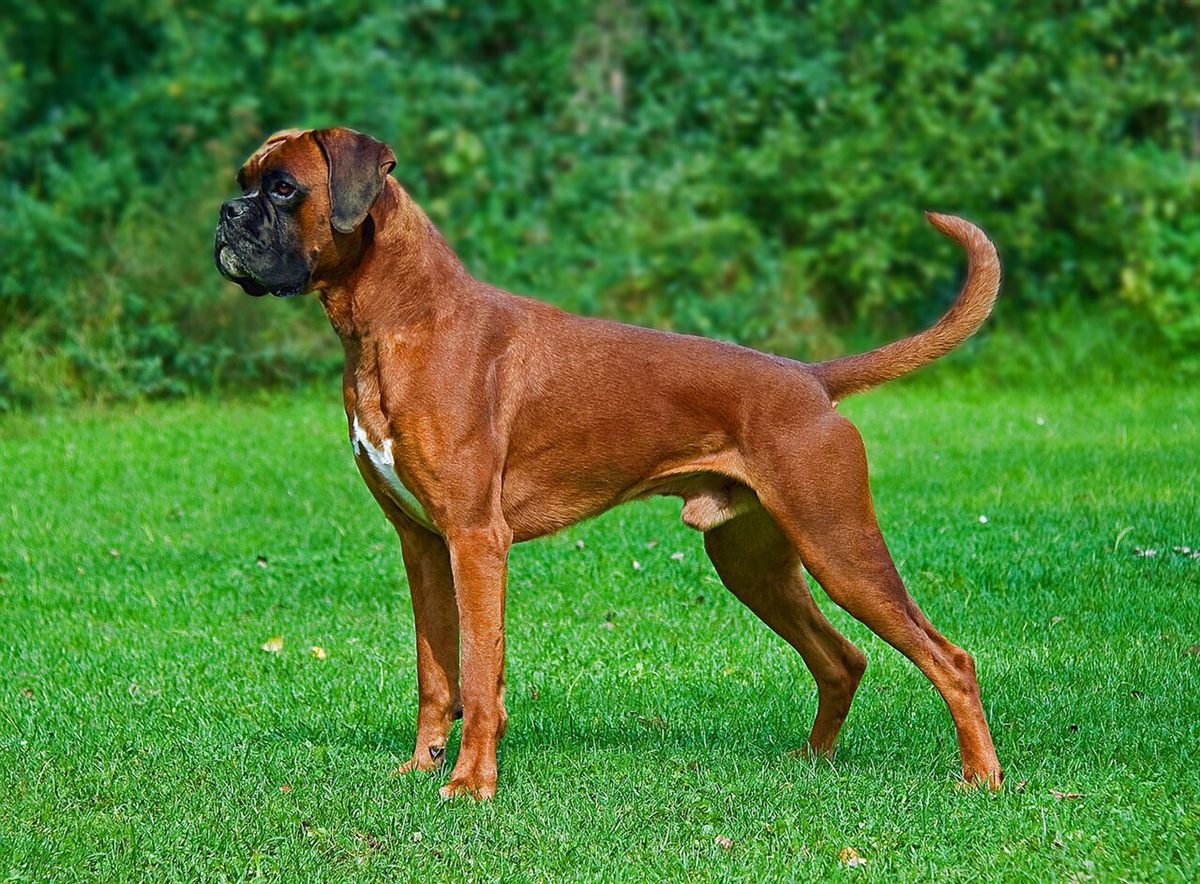 Cão da raça Boxer
