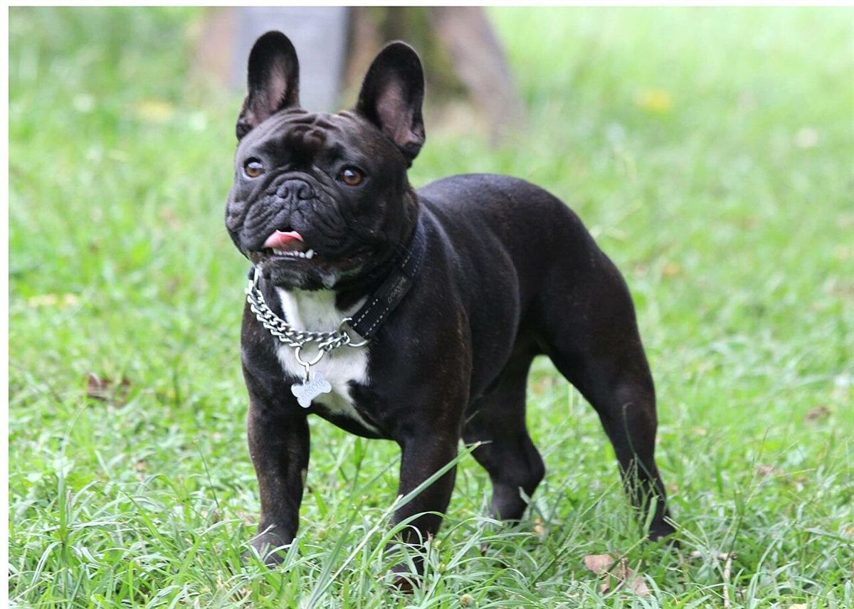 Cão da raça Buldogue Francês