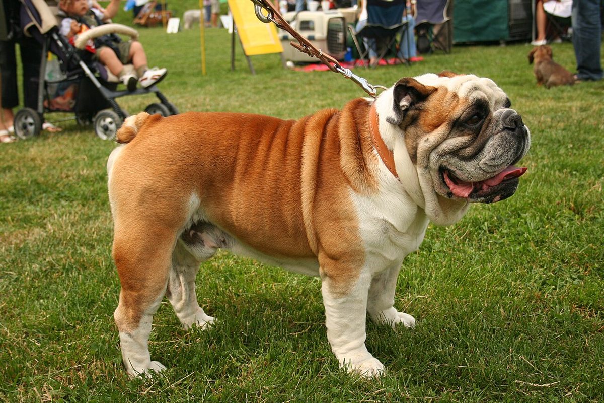 Cão da raça Buldogue Inglês