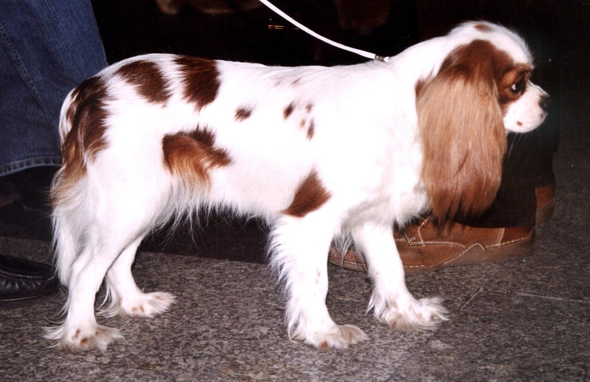 Cão da raça Cavalier King Charles Spaniel