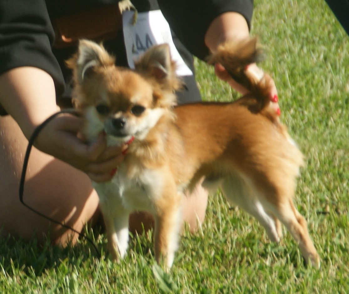 Cão da raça Chihuahua