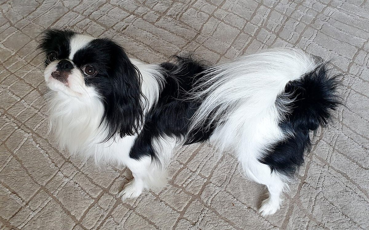 Cão da raça Chin Japonês