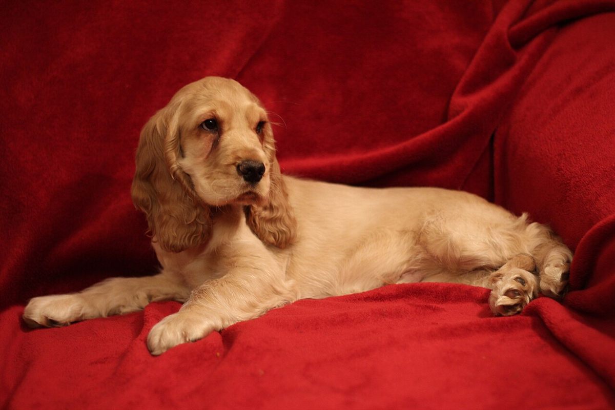 Cão da raça Cocker Spaniel Inglês