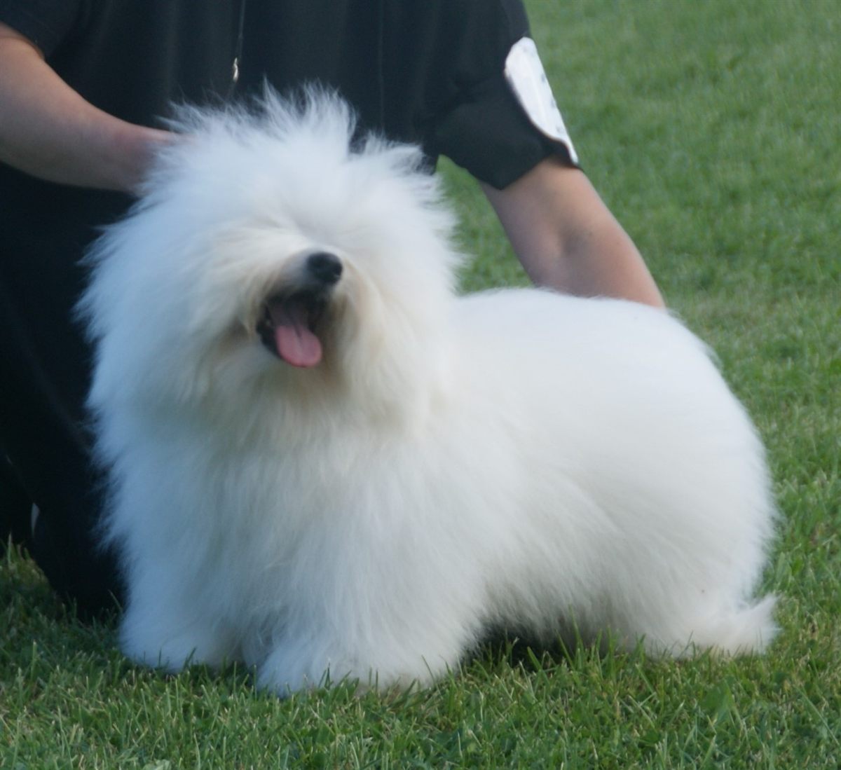 Cão da raça Coton de Tulear