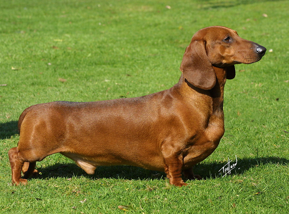 Cão da raça Dachshund (Teckel)