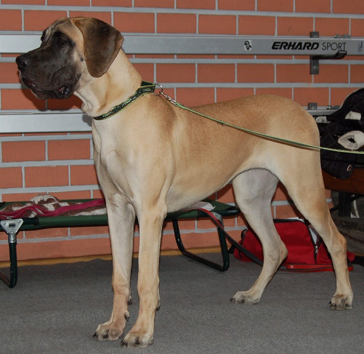 Cão da raça Dogue Alemão