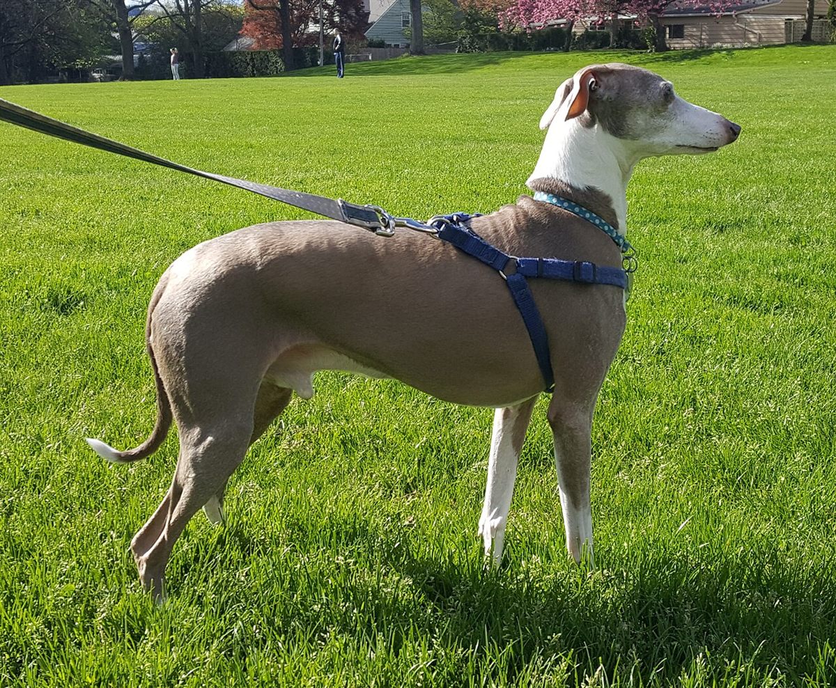 Cão da raça Galgo Italiano (Piccolo Levriero)