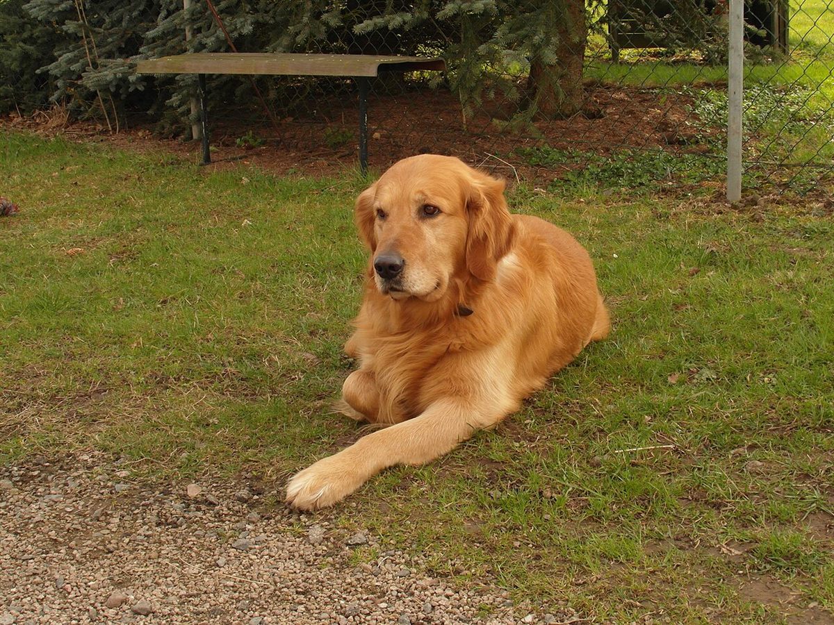 Cão da raça Golden Retriever