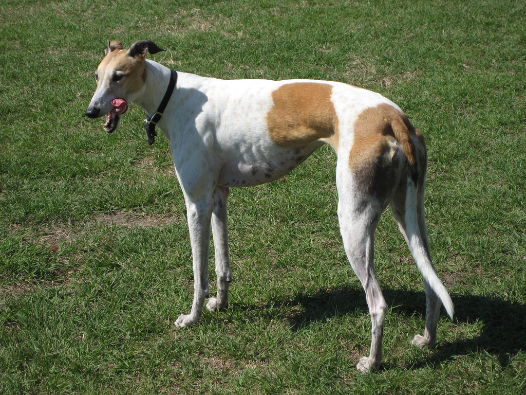 Cão da raça Greyhound
