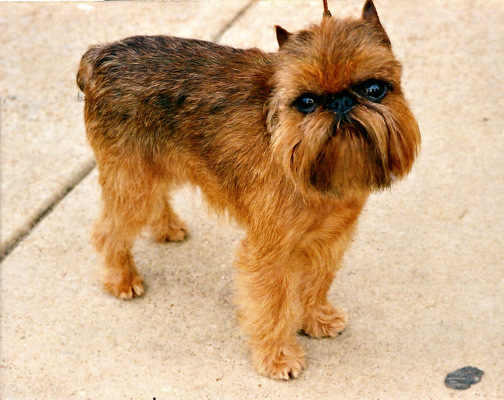 Cão da raça Griffon de Bruxelas