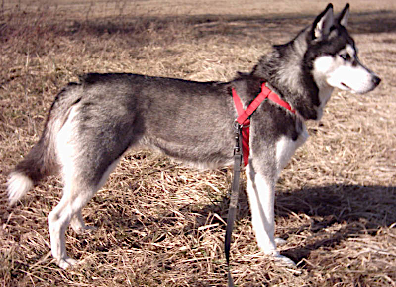Cão da raça Husky Siberiano