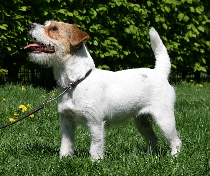 Cão da raça Jack Russell Terrier