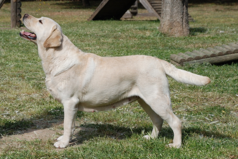 Cão da raça Labrador Retriever