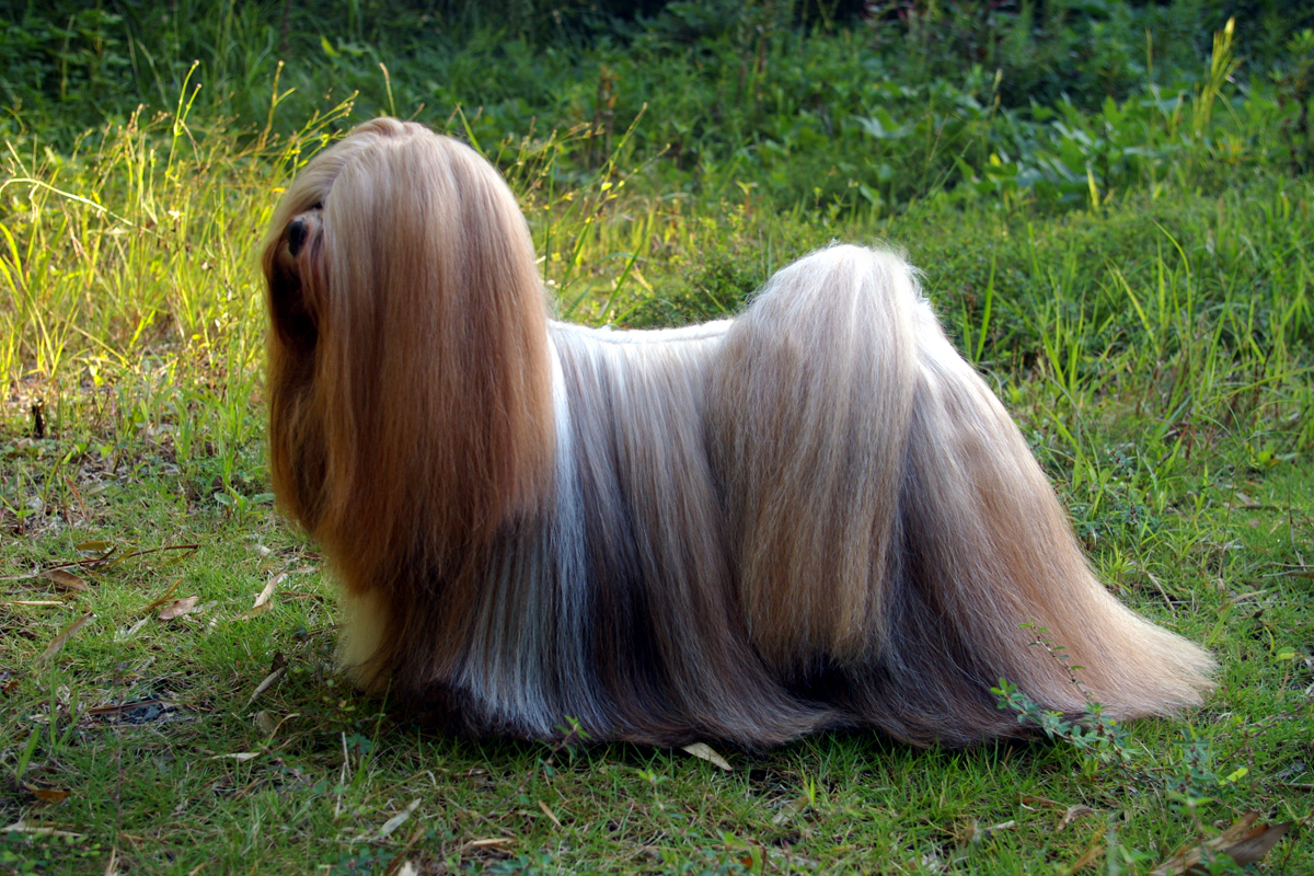 Cão da raça Lhasa Apso