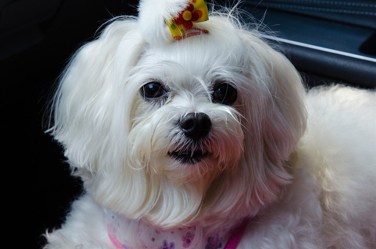 Cão da raça Maltês
