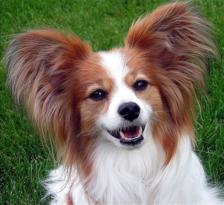 Cão da raça Papillon