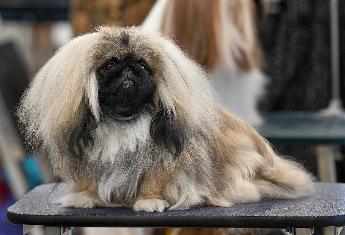 Cão da raça Pequinês