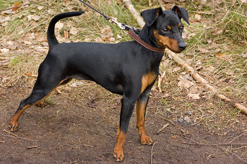 Cão da raça Pinscher Miniatura