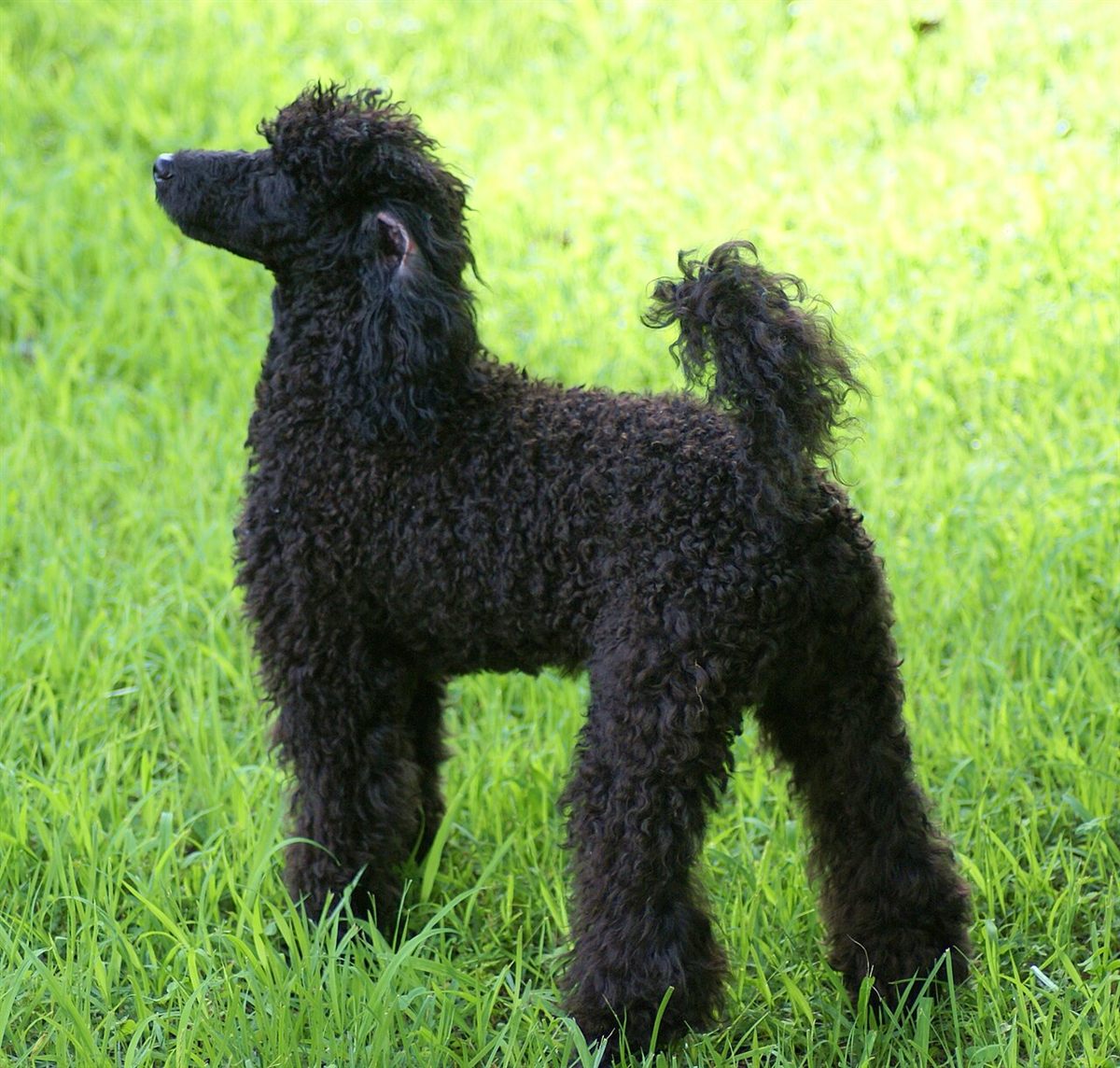 Cão da raça Poodle Miniatura