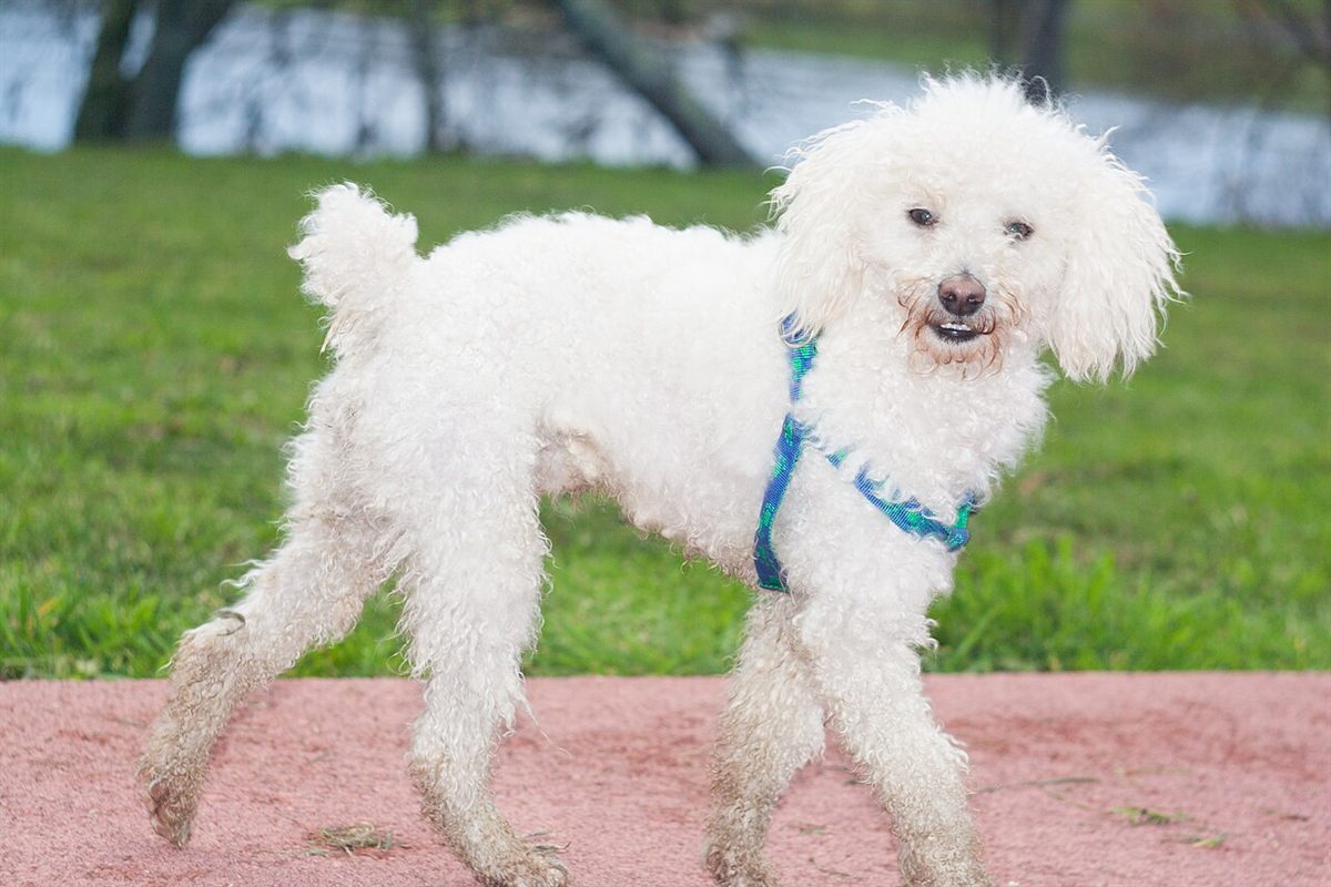 Cão da raça Poodle Toy