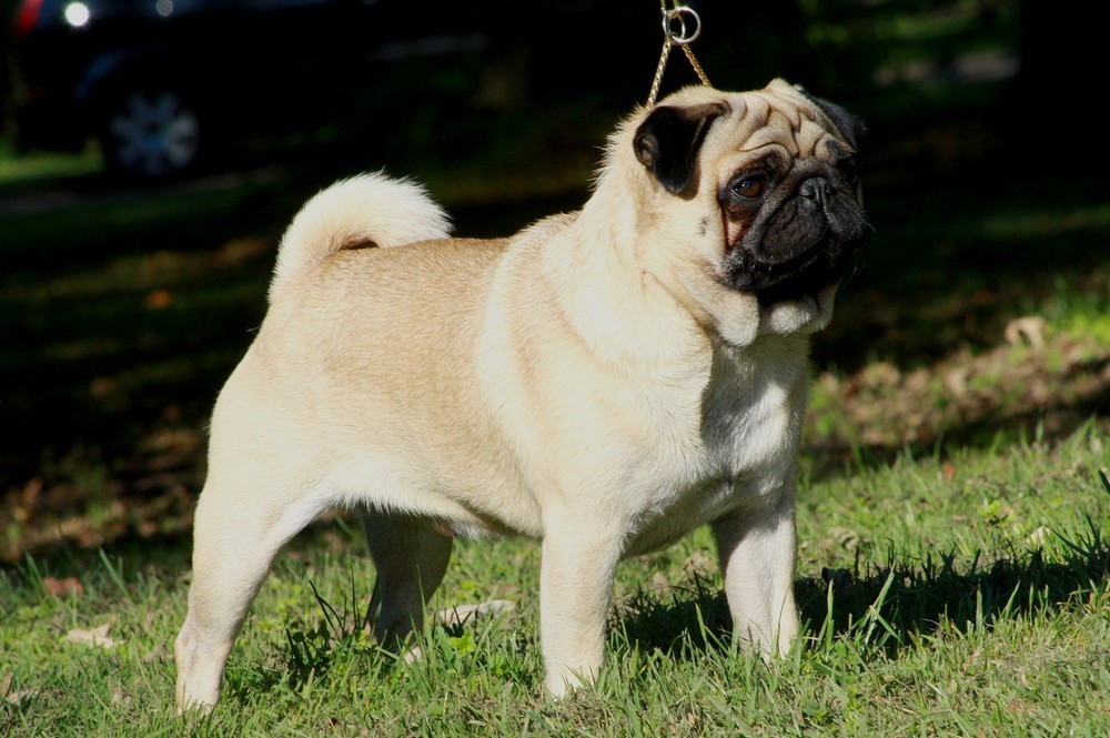 Cão da raça Pug