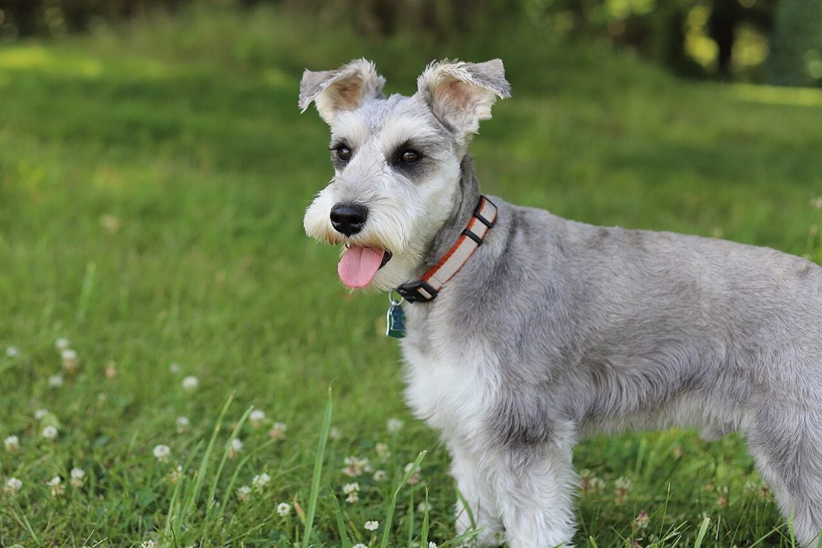 Cão da raça Schnauzer Miniatura