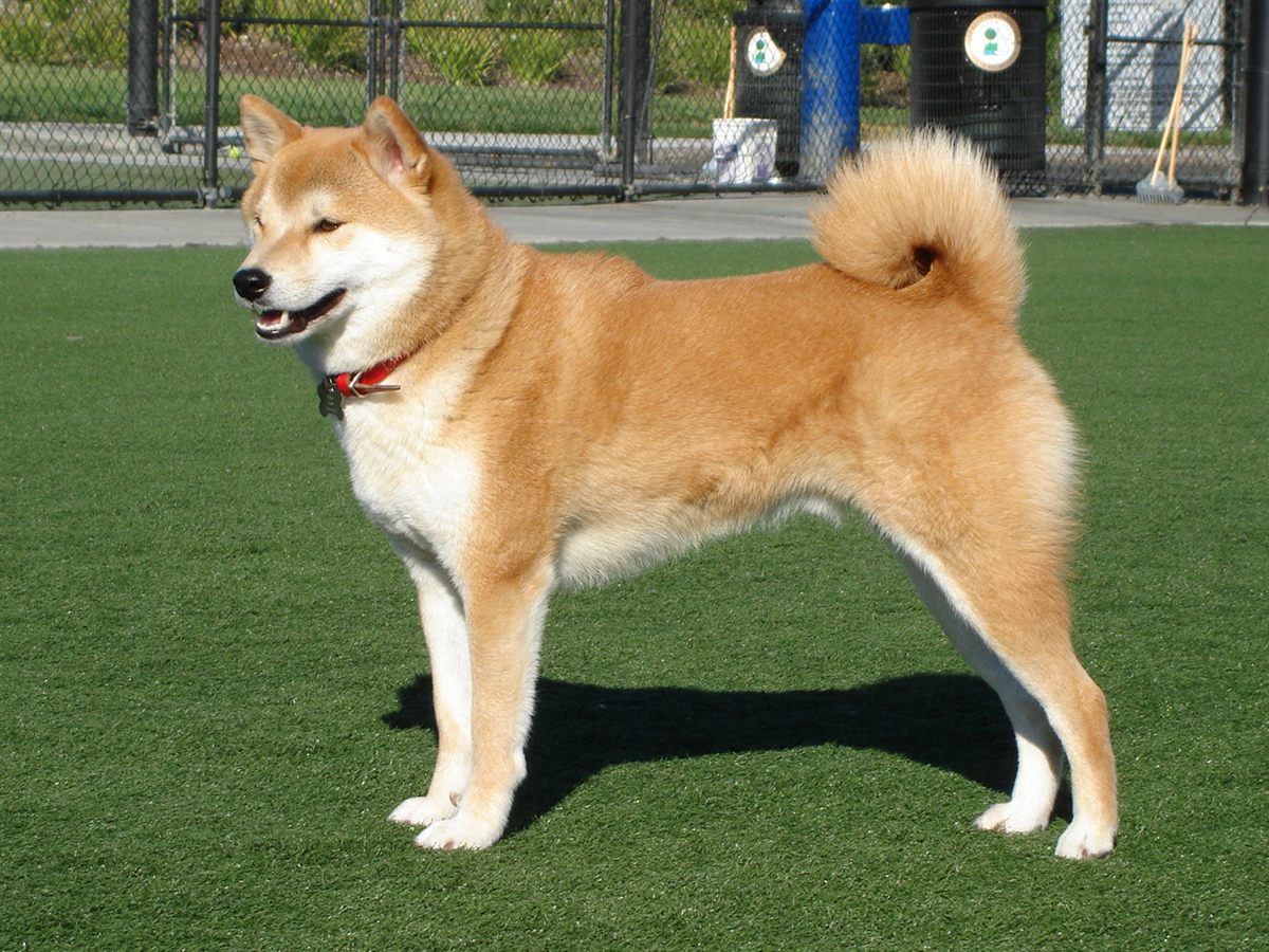 Cão da raça Shiba Inu