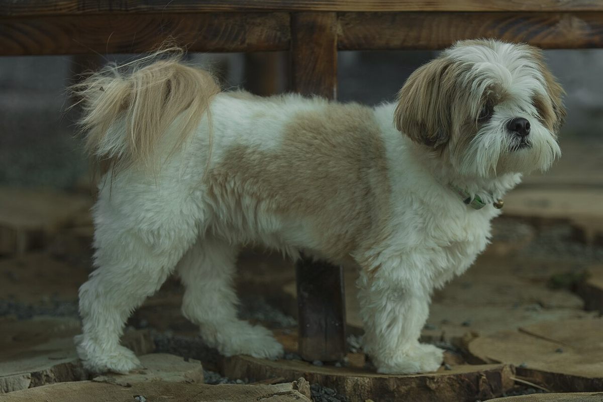 Cão da raça Shih Tzu