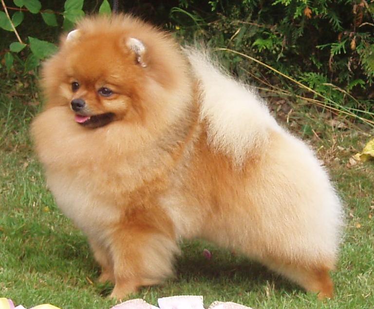 Cão da raça Spitz Alemão Anão (Lulu da Pomerânia)