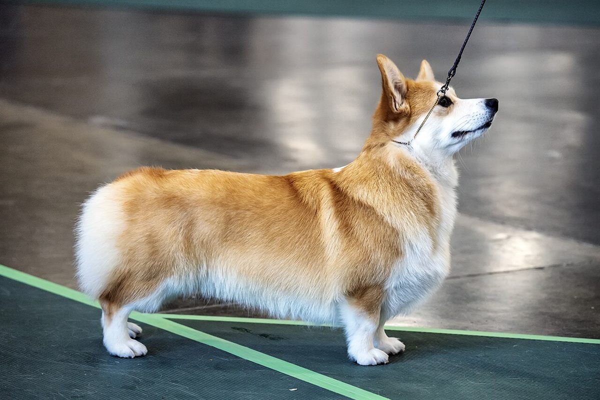 Cão da raça Welsh Corgi Pembroke
