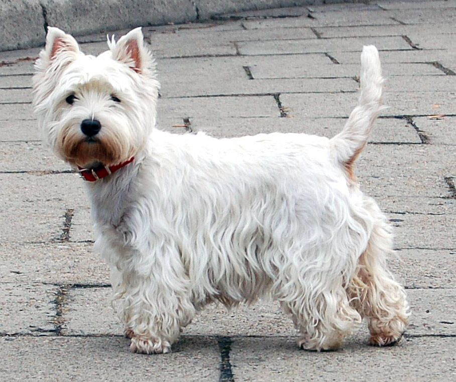 Cão da raça West Highland White Terrier