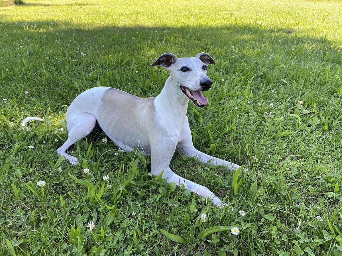Cão da raça Whippet