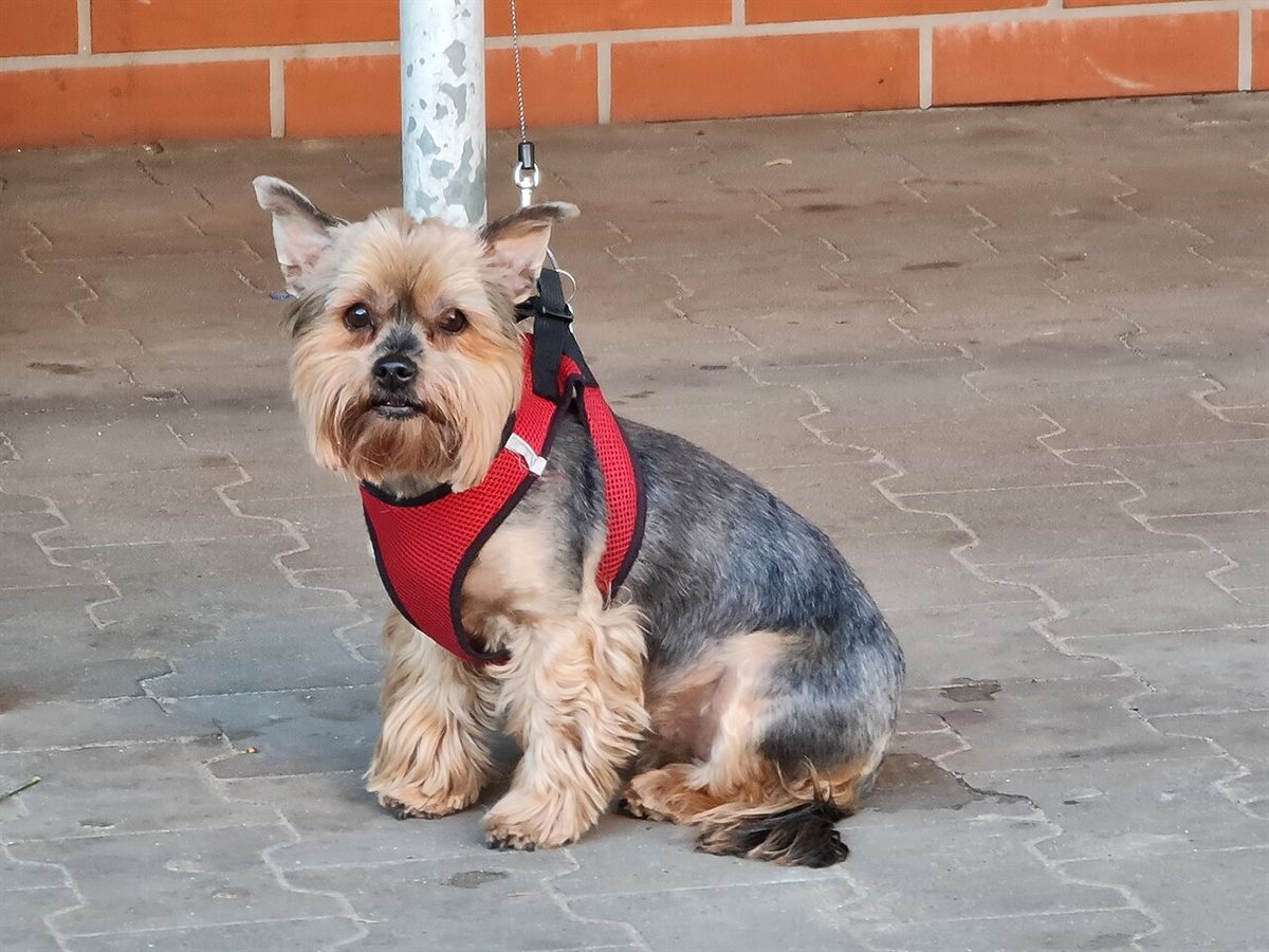 Cão da raça Yorkshire Terrier